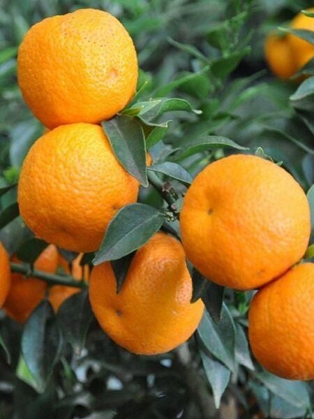 5 Yaş, Aşılı, Çin Turuncu Minyatür Kıbrıs Turuncu Fidanı, +100 Cm