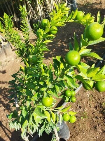 5 Yaş, Aşılı, Çin Turuncu Minyatür Kıbrıs Turuncu Fidanı, +100 Cm