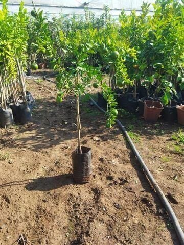 5 Yaş, Aşılı, Çin Turuncu Minyatür Kıbrıs Turuncu Fidanı, +100 Cm