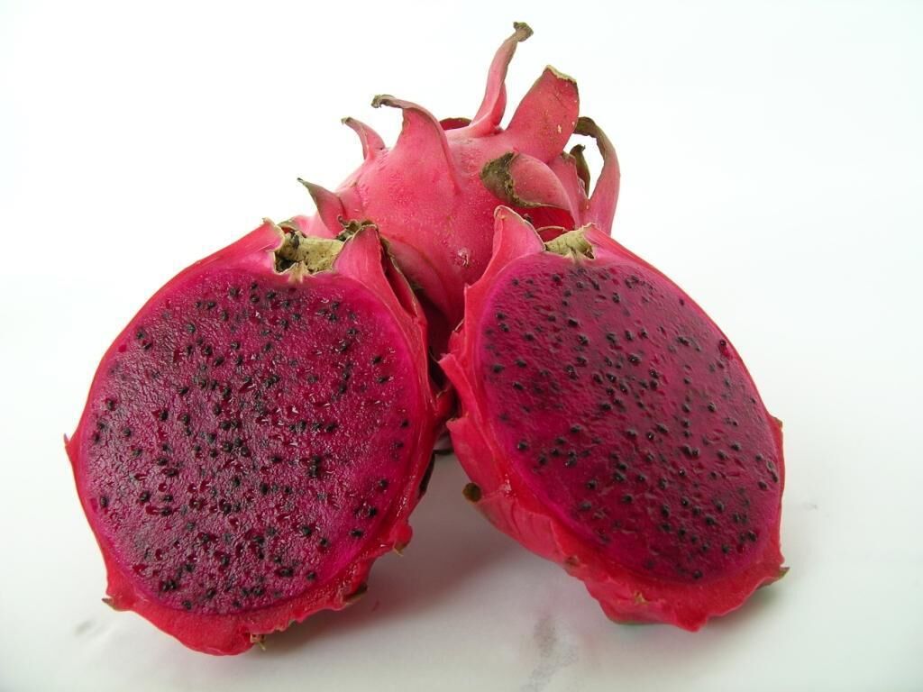 Red Jaina (Özel Tür) Ejder Meyvesi Pitaya Fidanı