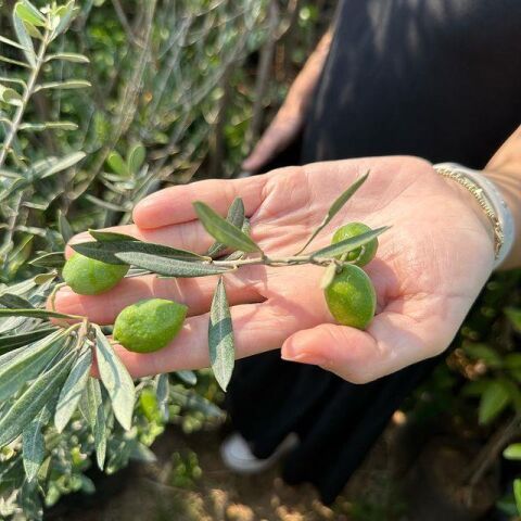 Büyük Boy Tüplü, Aşılı Gemlik Zeytin Fidanı +100 Cm