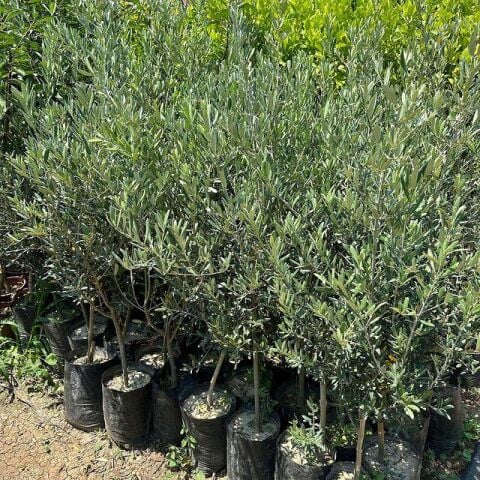5 Adet Büyük Boy Gemlik Zeytin Fidanı+100 Cm