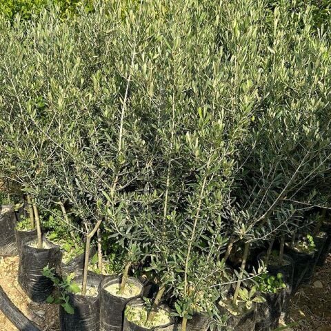 5 Adet Büyük Boy Gemlik Zeytin Fidanı+100 Cm