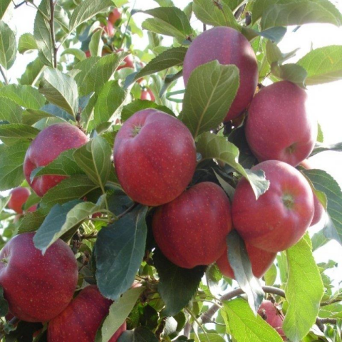 6 Adet Farklı Cins Elma Fidanı +100 Cm