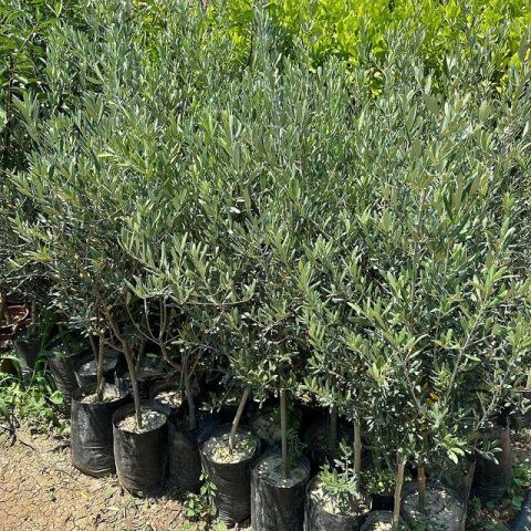 Ayvalık Edremit Zeytin Fidanı (Kırmalık ve Yağlık)