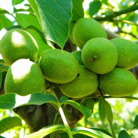 5 Adet Aşılı ve Tüplü Chandler Salkım Ceviz Fidanı