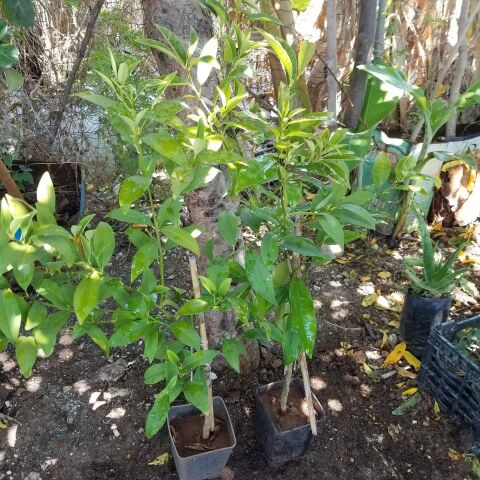 3 Yaş Aşılı Limonkamkat Tavaresquat  Fidanı, Torbada