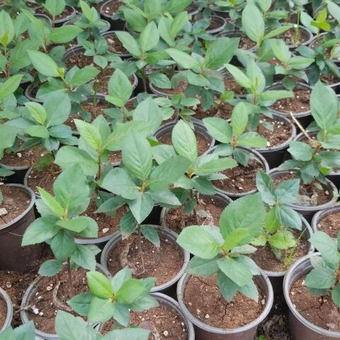 100 Adet Nero Siyah Aronya Chokeberry Fidesi (10-15 cm)