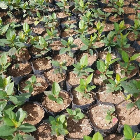 5 Adet Nero Siyah Aronya Aronia Chokeberry Fidesi (10-15 cm)