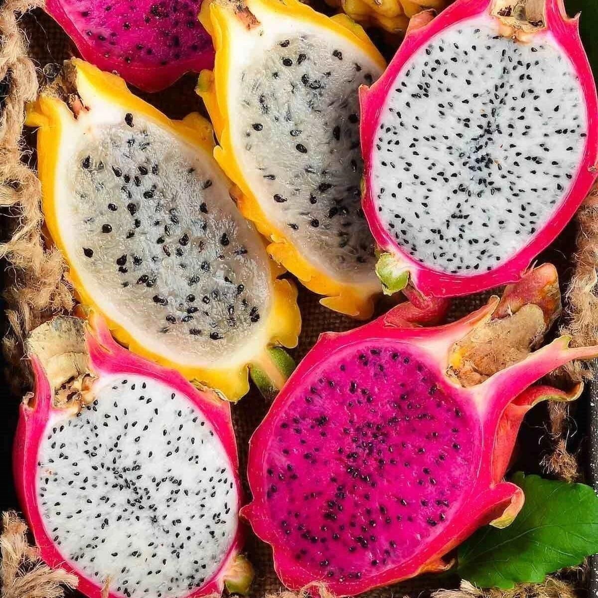 Bodur Saksıya Uygun 3 Farklı Renk Pitaya Ejder Meyvesi Fidanı Pakedi