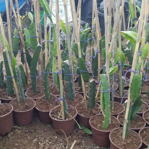 Bodur Saksıya Uygun 3 Farklı Renk Pitaya Ejder Meyvesi Fidanı Pakedi