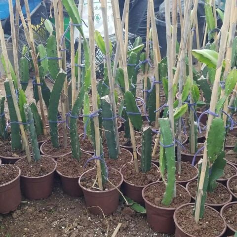 Bodur Saksıya Uygun 3 Farklı Renk Pitaya Ejder Meyvesi Fidanı Pakedi