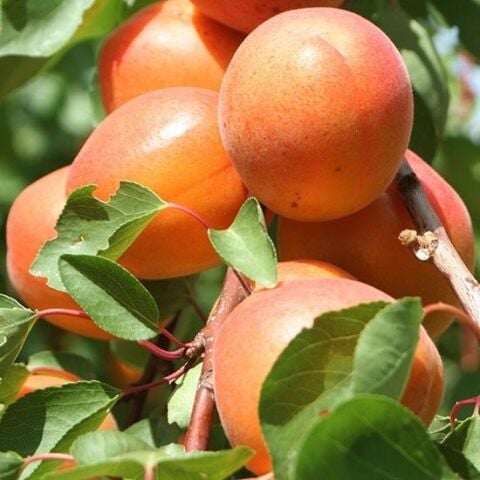 Saksıda 7 Yaş Bol Meyve Verir Durumda Orange Ruby Kayısı Fidanı