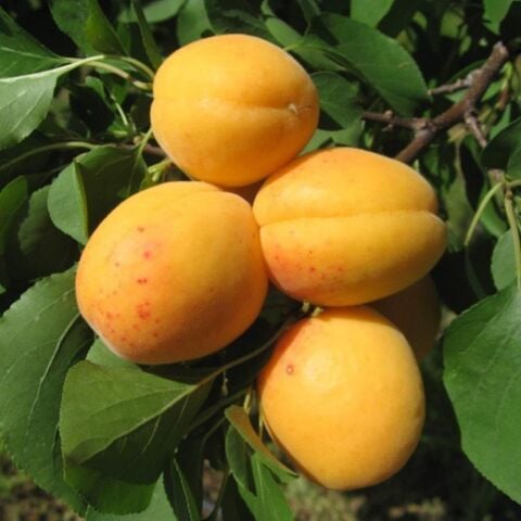 Saksıda 7 Yaş Bol Meyve Verir Durumda Mevlana Kayısı Fidanı