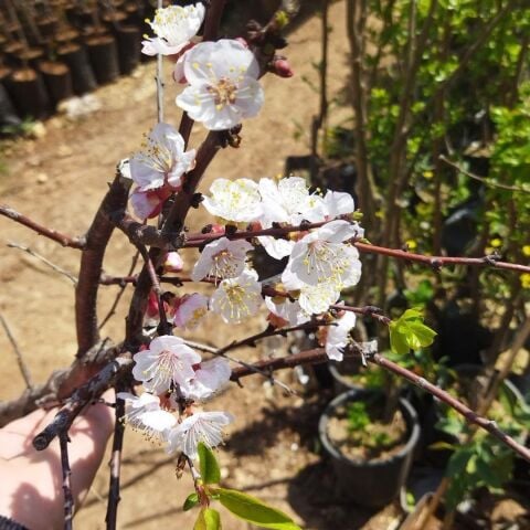 Saksıda 7 Yaş Bol Meyve Verir Durumda Mevlana Kayısı Fidanı