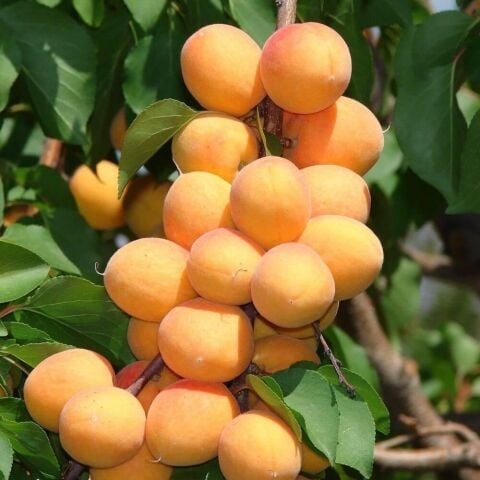 Saksıda 7 Yaş Bol Meyve Verir Durumda Malatya Kayısı Fidanı