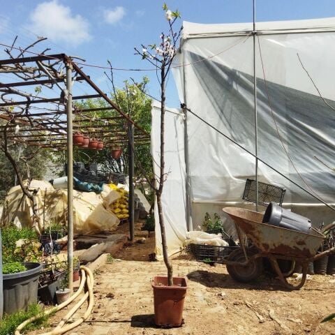 Saksıda 7 Yaş Bol Meyve Verir Durumda Malatya Kayısı Fidanı