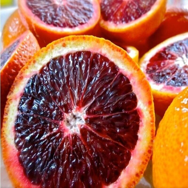 Çok Dallı Tüplü Bodur Kan Portakalı Fidanı