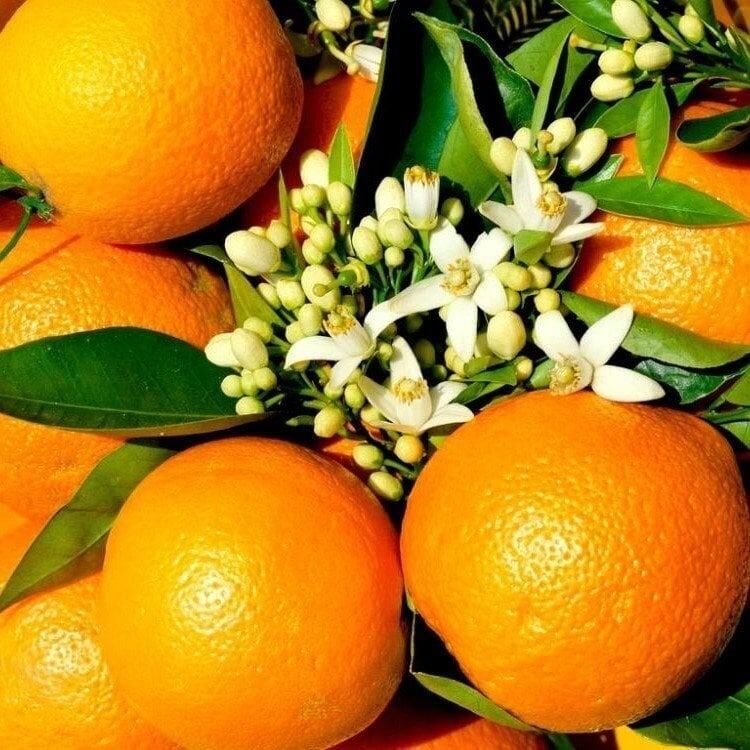 3 Yaş Rize Portakalı Fidanı, Tüplü, Meyve Verir Durumda
