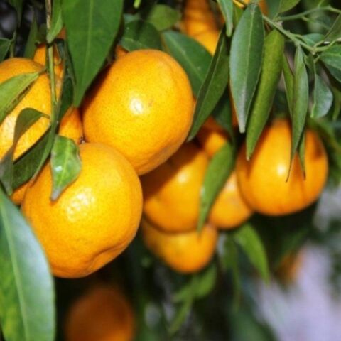 Çekirdeksiz Bodrum Mandalinası Fidanı (Tüplü)