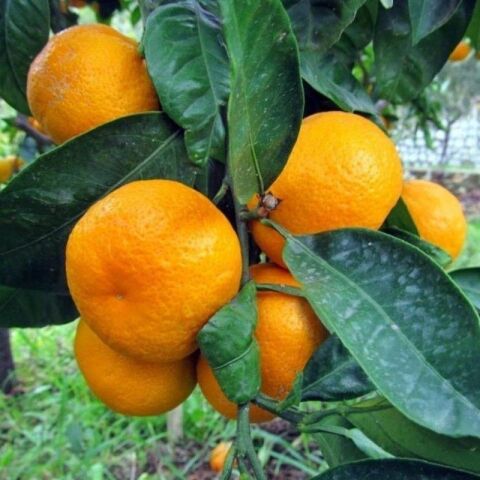 Çekirdeksiz Bodrum Mandalinası Fidanı (Tüplü)