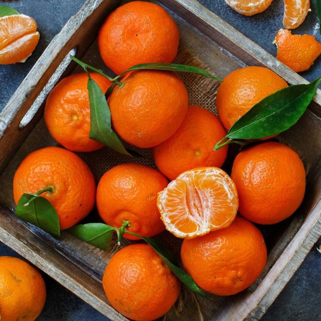 Kokulu ve Tüplü King Mandalinası Fidanı