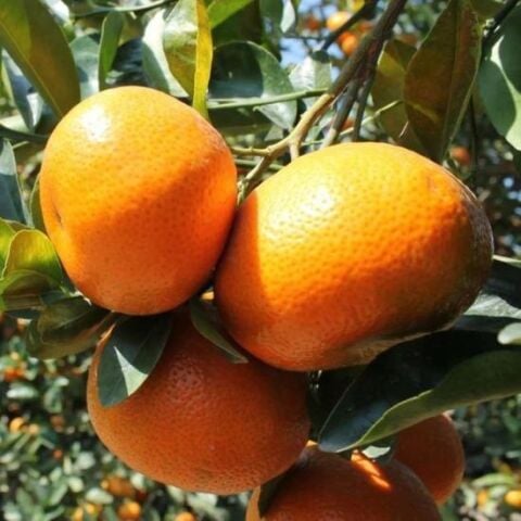 Soğuklara Dayanıklı Tüplü Erkenci Dobashi Beni Mandalinası