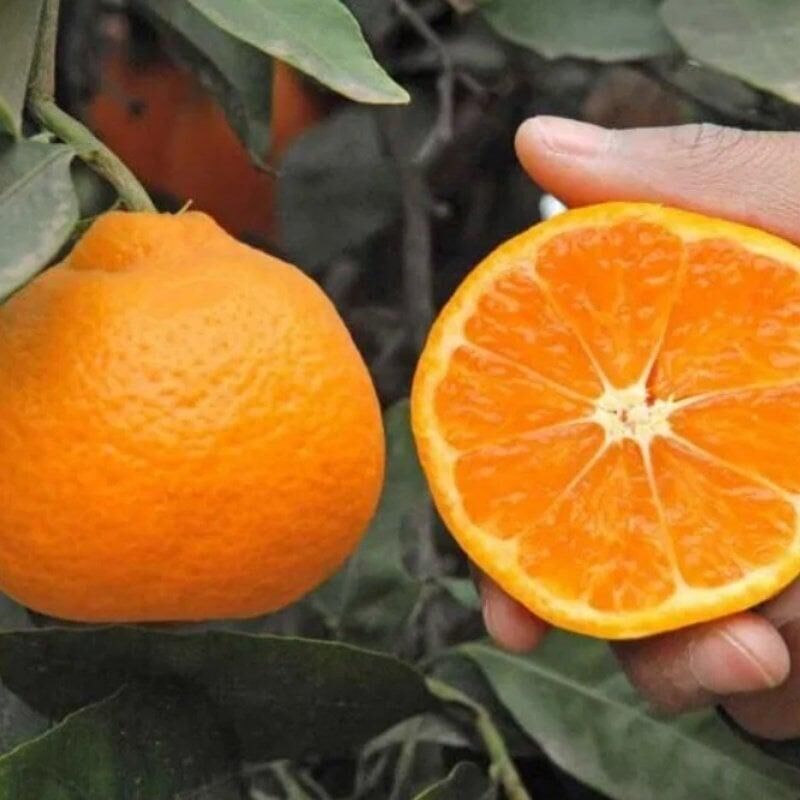 Çekirdeksiz Kokulu Okitsu Mandalinası (3 Yaş Tüplü)
