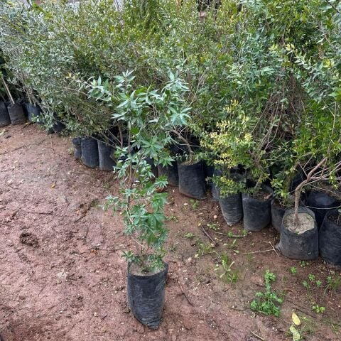 Meyve Verir Durumda Tüplü Siyah Hambeles (Murt) Fidanı