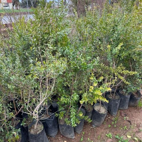 Meyve Verir Durumda Tüplü Siyah Hambeles (Murt) Fidanı