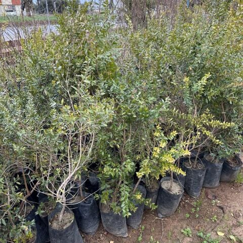 Tüplü Siyah Hambeles (Murt) Fidanı