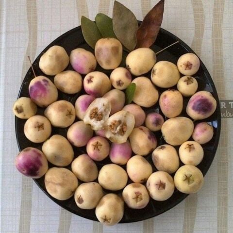 Tüplü Meyve Verir Durumda Beyaz Hambeles (Murt) Fidanı