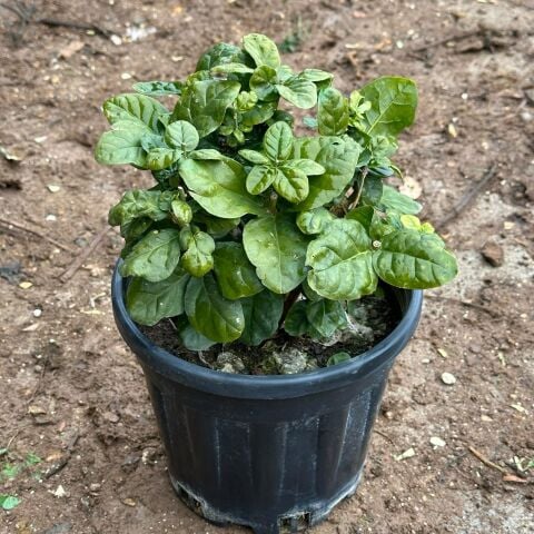 Geleneksel Katmerli Full Çiçeği, Büyük Boy (Anaç)