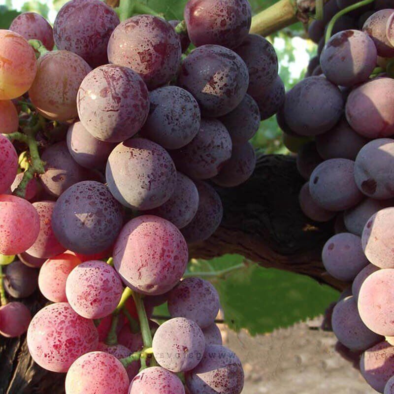 2 Yaş Yalova İncisi Asma Üzüm Fidanı, Torbada