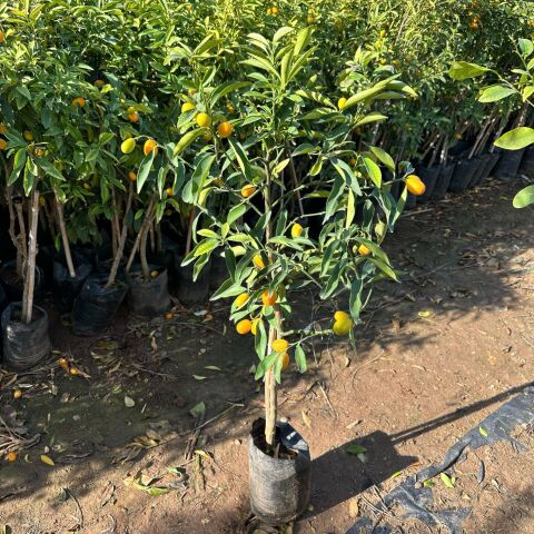 Aşılı 3 Yaş Tüplü Nagami Kamkat (Süs Portakalı) Fidanı