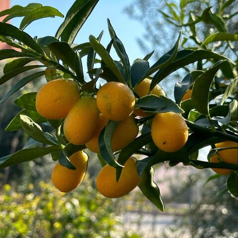4 Yaş Aşılı Nagami Kamkat Süs Portakalı Fidanı, (Tüplü)
