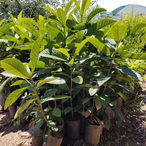 3 Yaş Yenidünya Malta Eriği Fidanı, Torbada