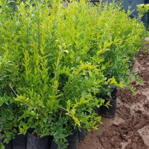 2 Yaş Aşılı Hicaz Nar Fidanı, Torbada