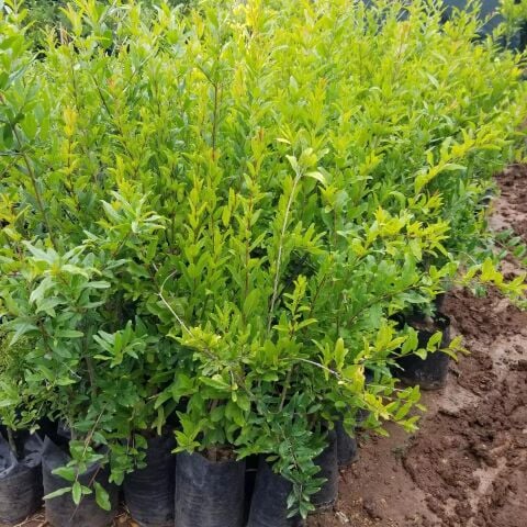 2 Yaş Aşılı Hicaz Nar Fidanı, Torbada