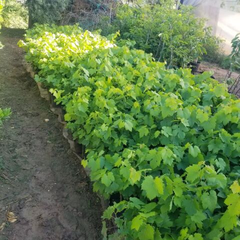 2 Yaş Yalova İncisi Asma Üzüm Fidanı