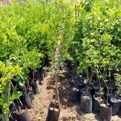2 Yaş Aşılı  Calamondin Süs Mandalinası Fidanı, Torbalı