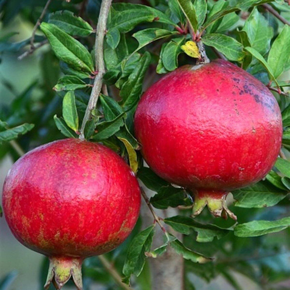 Tüplü Tatlı Çekirdeksiz Nar Fidanı (Meyve Verir Durumda)