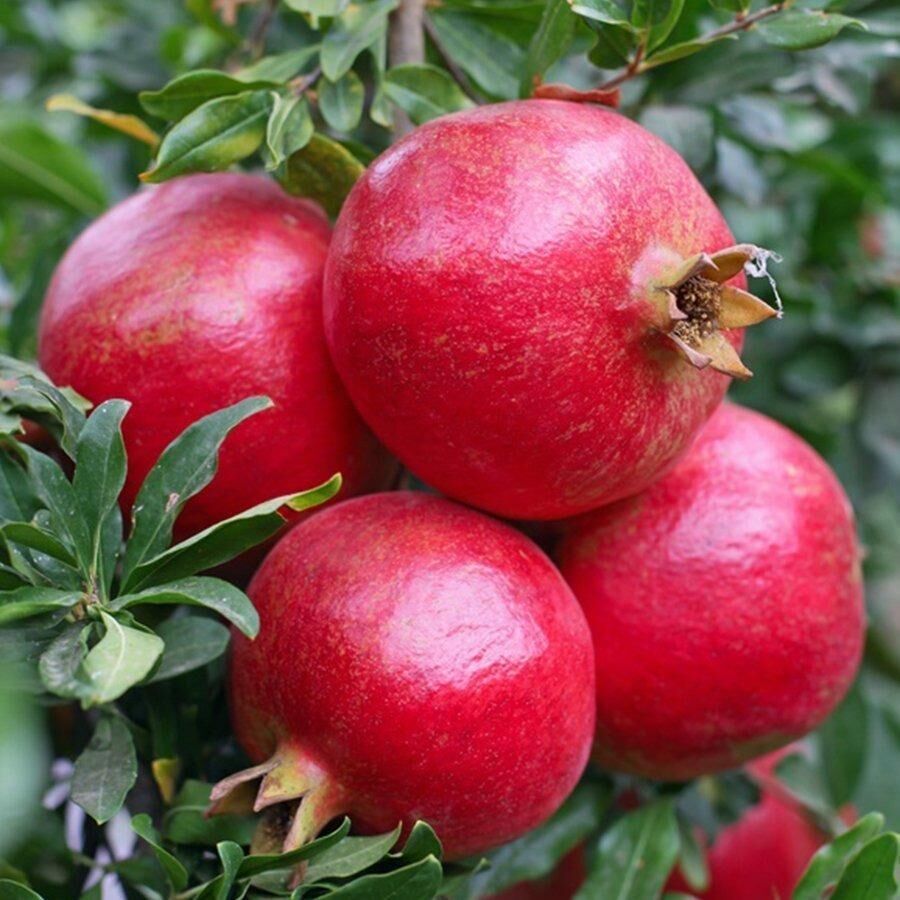 Tüplü Meyve Verme Yaşında Wonderful Narı Fidanı