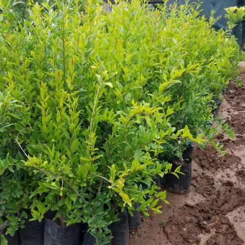 3 Yaş Aşılı Deve Dişi Nar Fidanı, Torbada