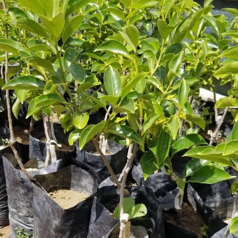 Aşılı Trabzon Hurması Cennet Elması Fidanı, Torbada