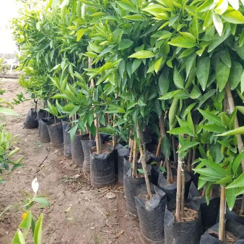 3 Yaş Aşılı Okitsu Erkenci Mandalina Fidanı, Torbalı