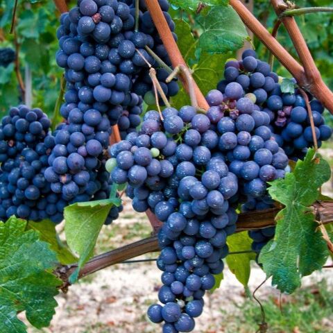 Tüplü Merlot Black Üzüm (Asma-Bağ) Fidanı