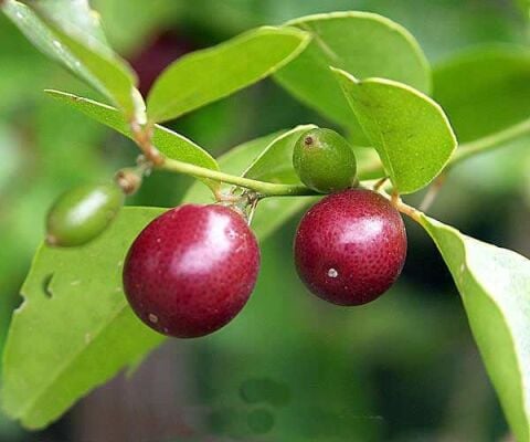 3 Yaş Aşılı Limeberry limon Fidanı, Torbada