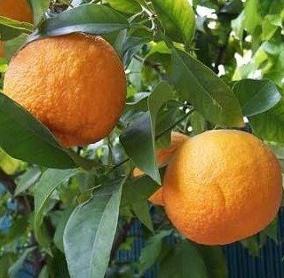 2 Yaş Turunç Fidanı, Torbada