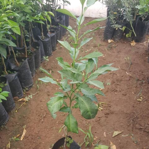 2 Yaş Turunç Fidanı, Torbada